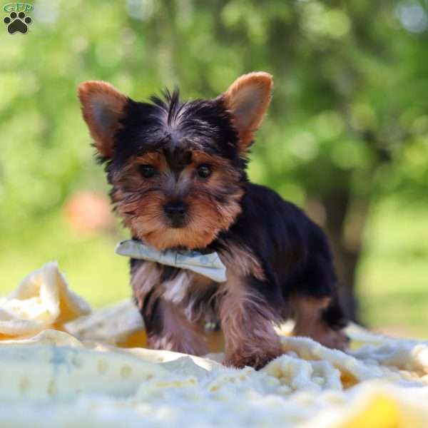 Drake, Yorkie Puppy